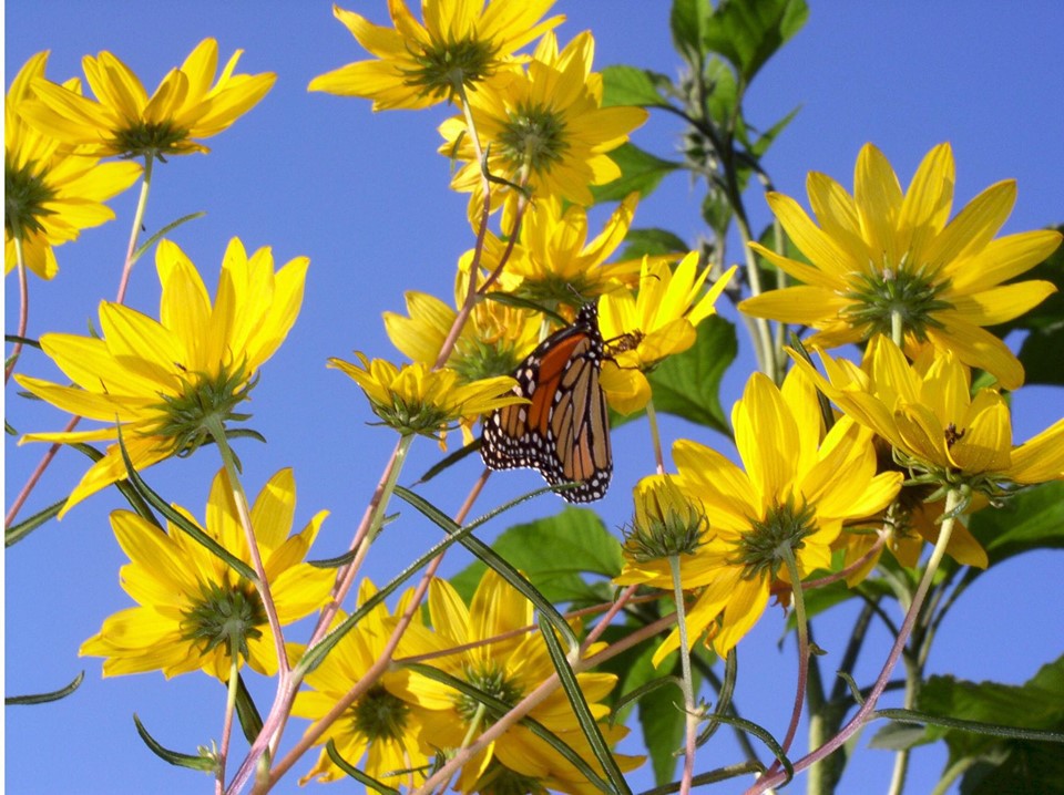 Khu vườn trồng rau quả sạch rộng 4000m² của gia đình nhiều thế hệ gắn bó với nghề nông-17