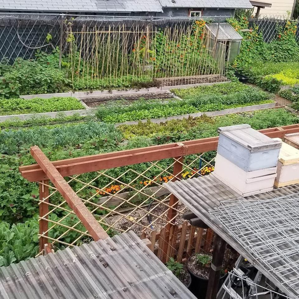 Khu vườn trồng rau quả sạch rộng 4000m² của gia đình nhiều thế hệ gắn bó với nghề nông-19