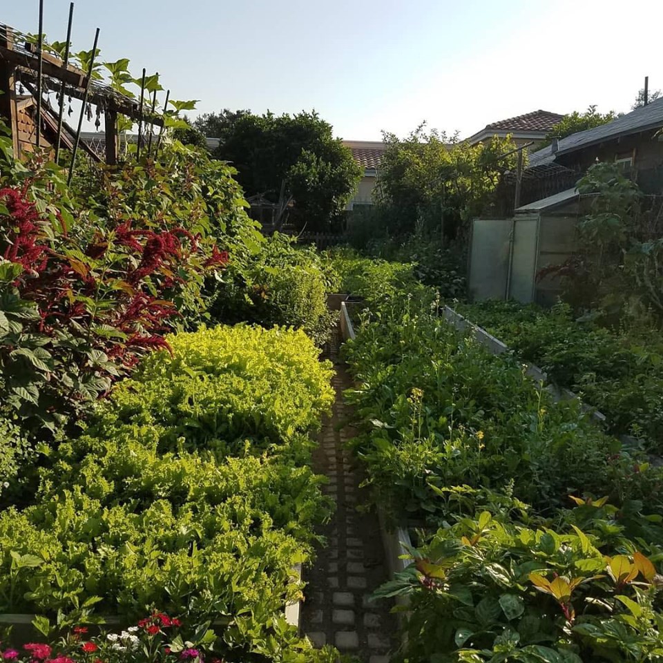 Khu vườn trồng rau quả sạch rộng 4000m² của gia đình nhiều thế hệ gắn bó với nghề nông-20