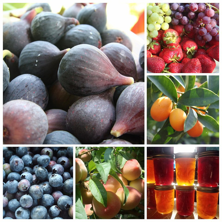 Khu vườn trồng rau quả sạch rộng 4000m² của gia đình nhiều thế hệ gắn bó với nghề nông-22