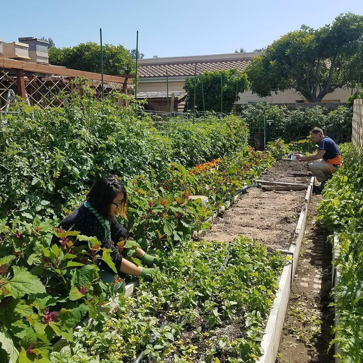 Khu vườn trồng rau quả sạch rộng 4000m² của gia đình nhiều thế hệ gắn bó với nghề nông-23