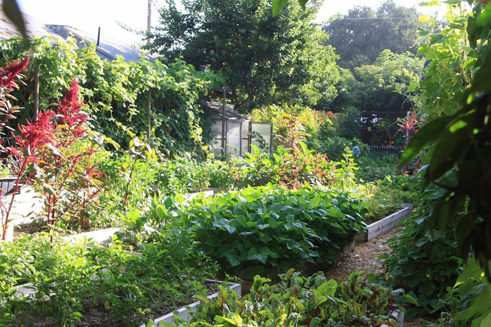 Khu vườn trồng rau quả sạch rộng 4000m² của gia đình nhiều thế hệ gắn bó với nghề nông-24