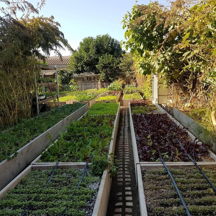 Khu vườn trồng rau quả sạch rộng 4000m² của gia đình nhiều thế hệ gắn bó với nghề nông-26