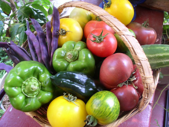 Khu vườn trồng rau quả sạch rộng 4000m² của gia đình nhiều thế hệ gắn bó với nghề nông-27