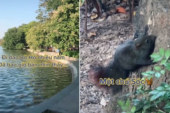 Bờ hồ Gươm bất ngờ xuất hiện loài sinh vật không ngờ tới, hỏi ra mới biết không ít người từng gặp chúng ở Hà Nội