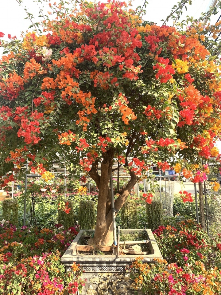 Hoa giấy ngũ sắc khổng lồ giá 160 triệu đồng chờ đại gia xuống tiền chơi Tết-11