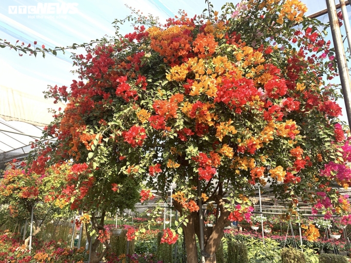 Hoa giấy ngũ sắc khổng lồ giá 160 triệu đồng chờ đại gia xuống tiền chơi Tết-13