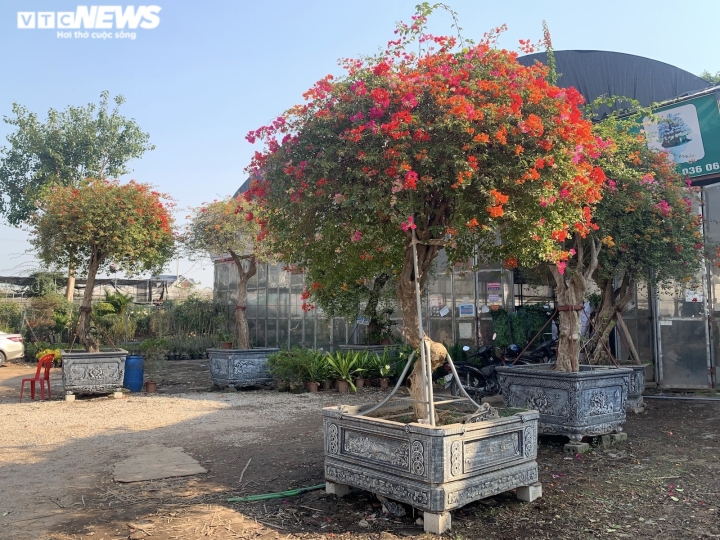 Hoa giấy ngũ sắc khổng lồ giá 160 triệu đồng chờ đại gia xuống tiền chơi Tết-3