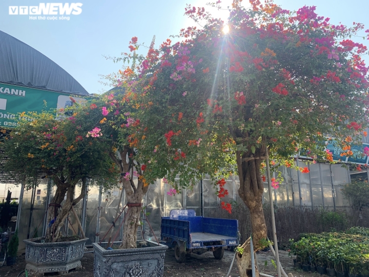 Hoa giấy ngũ sắc khổng lồ giá 160 triệu đồng chờ đại gia xuống tiền chơi Tết-4