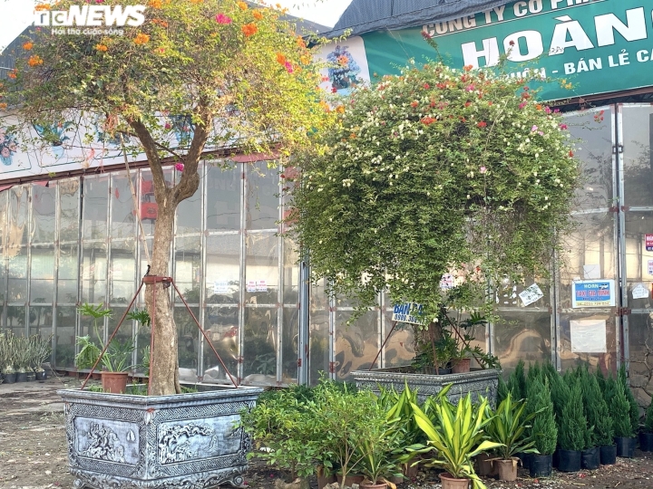 Hoa giấy ngũ sắc khổng lồ giá 160 triệu đồng chờ đại gia xuống tiền chơi Tết-5