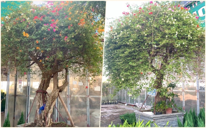 Hoa giấy ngũ sắc khổng lồ giá 160 triệu đồng chờ đại gia xuống tiền chơi Tết-6