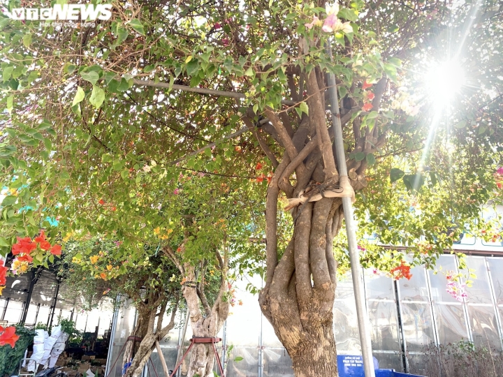 Hoa giấy ngũ sắc khổng lồ giá 160 triệu đồng chờ đại gia xuống tiền chơi Tết-8