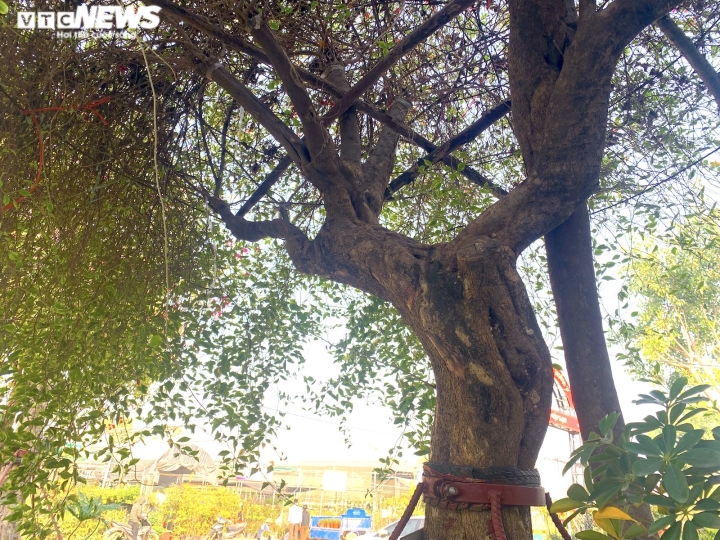 Hoa giấy ngũ sắc khổng lồ giá 160 triệu đồng chờ đại gia xuống tiền chơi Tết-9