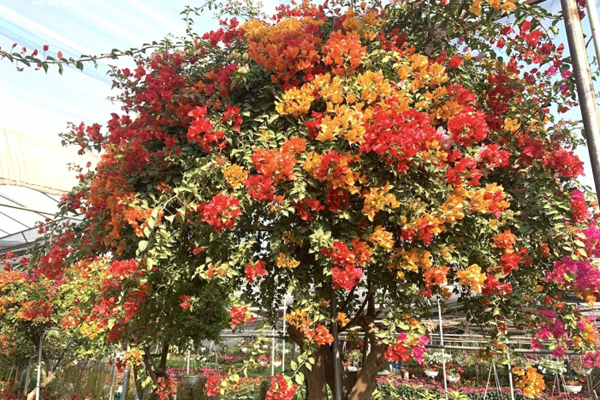 Độc bản Tết 2022: Hoa giấy dáng rồng giá 250 triệu-6