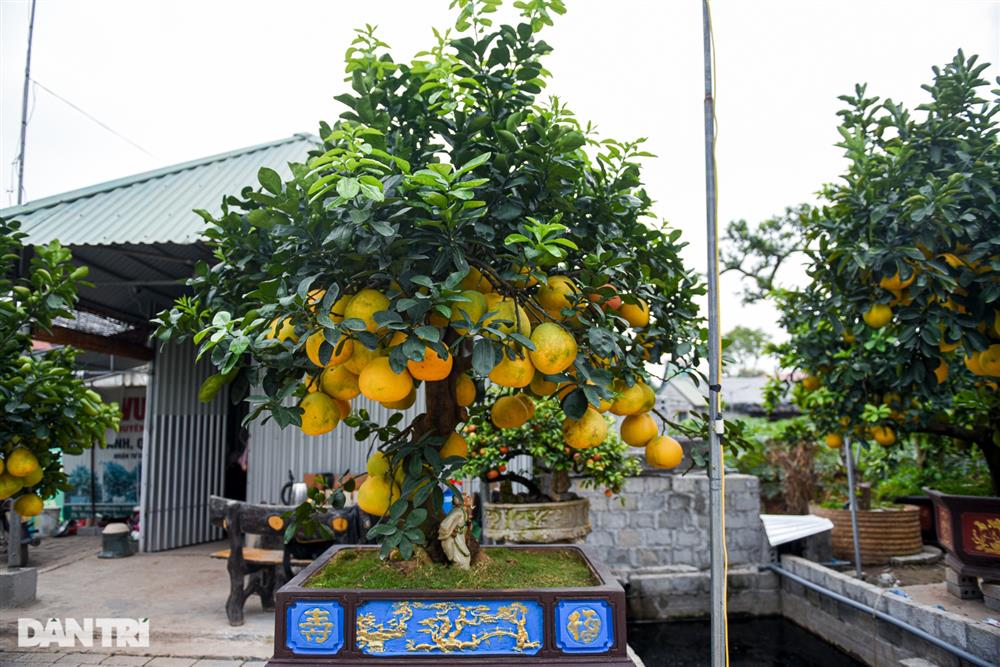 Cây bưởi dáng độc, khách đổi 2 cây vàng chủ vẫn không bán ở Hưng Yên-1