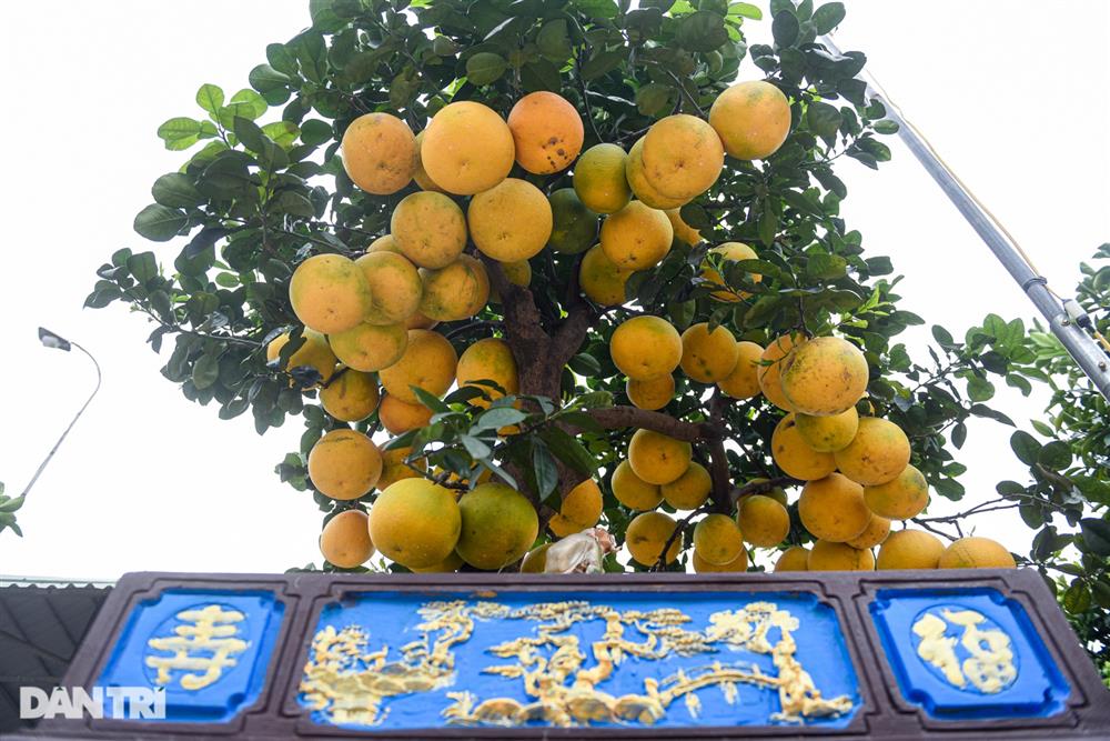 Cây bưởi dáng độc, khách đổi 2 cây vàng chủ vẫn không bán ở Hưng Yên-3