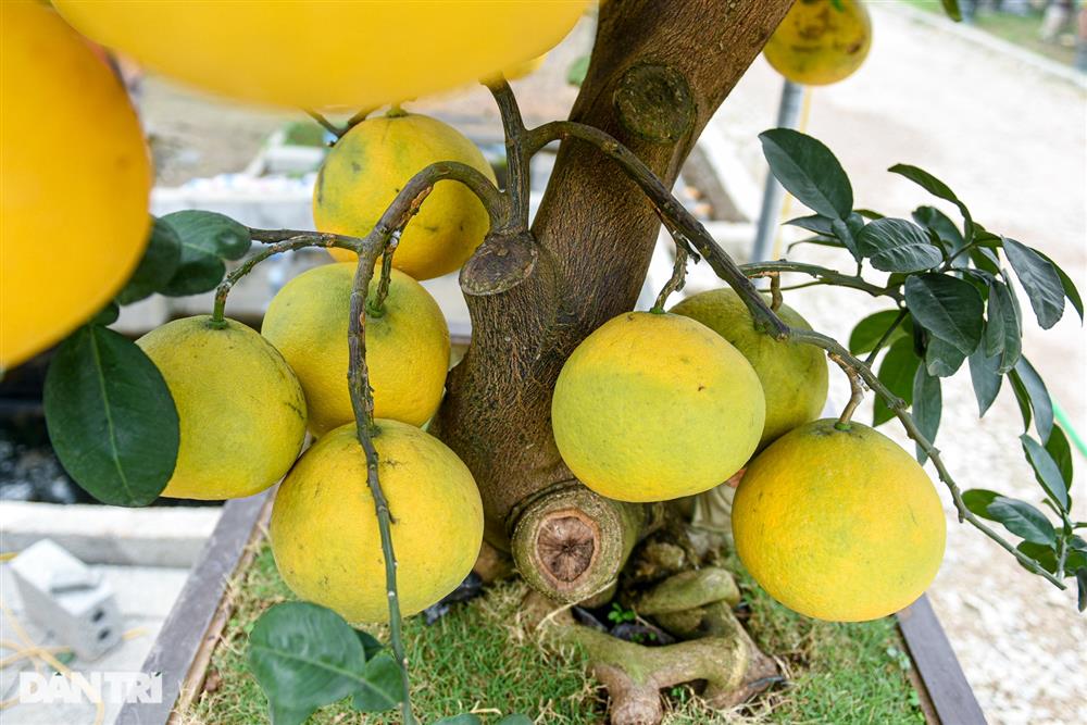 Cây bưởi dáng độc, khách đổi 2 cây vàng chủ vẫn không bán ở Hưng Yên-5