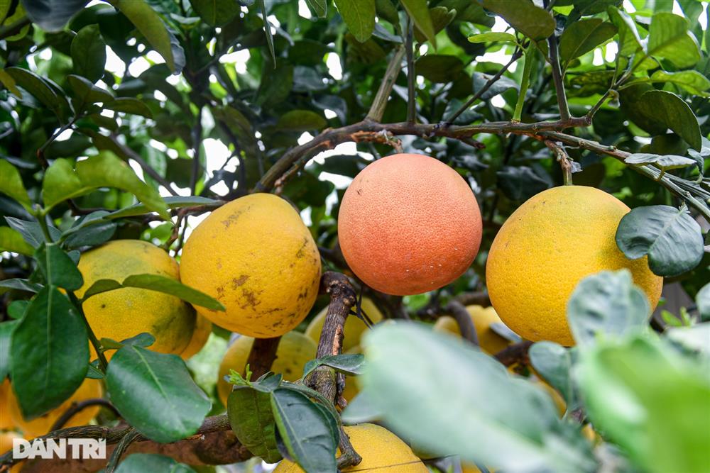Cây bưởi dáng độc, khách đổi 2 cây vàng chủ vẫn không bán ở Hưng Yên-8