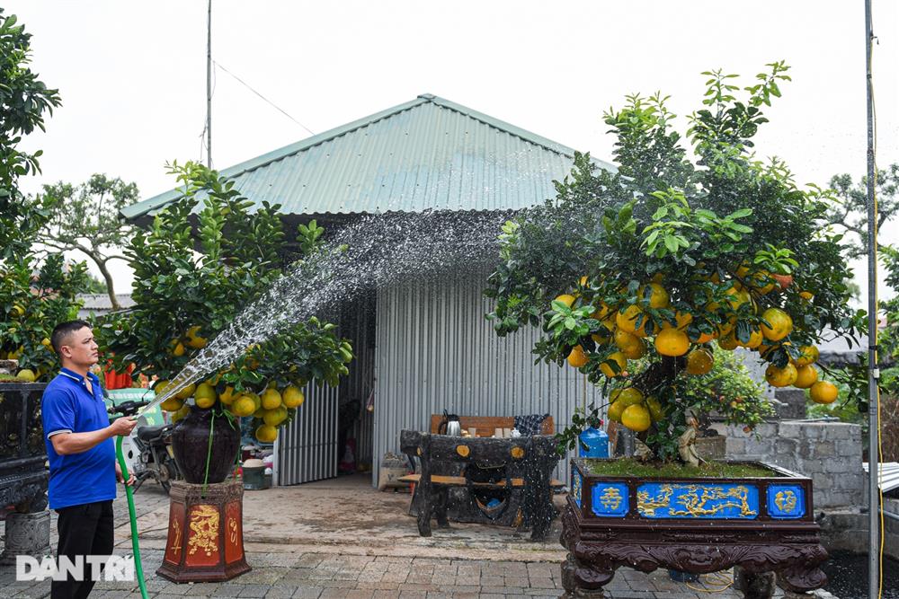 Cây bưởi dáng độc, khách đổi 2 cây vàng chủ vẫn không bán ở Hưng Yên-9