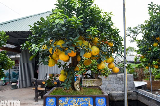 Cây bưởi dáng độc, khách 