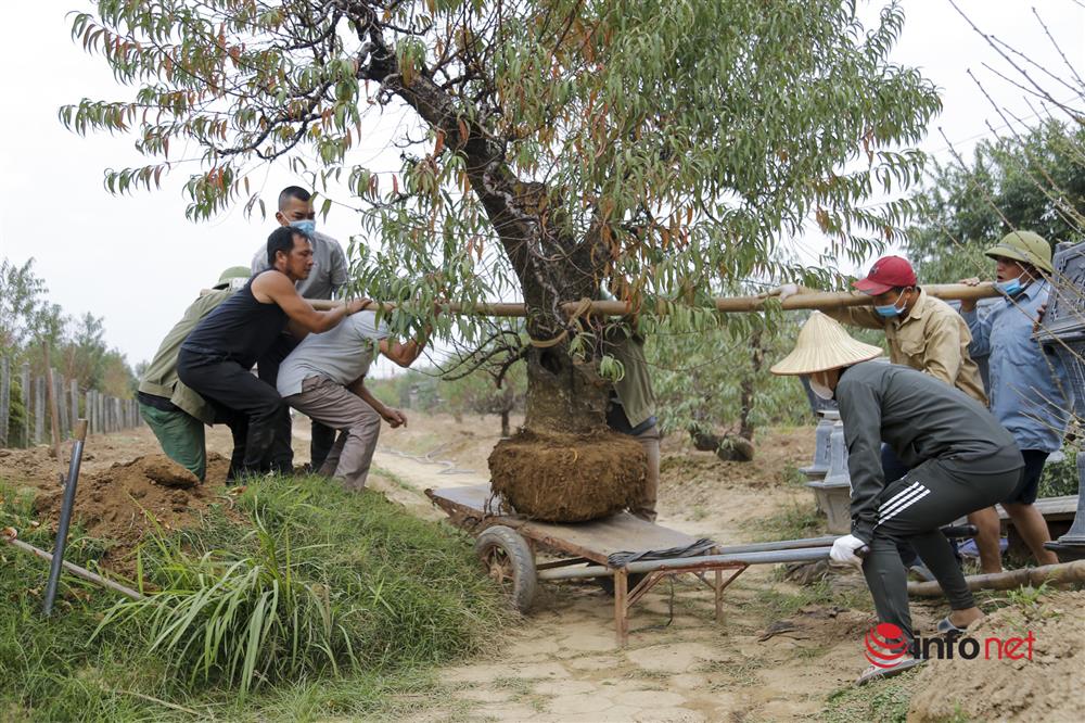 Kiếm tiền triệu mỗi ngày từ việc đánh gốc đào Nhật Tân lên chậu-2