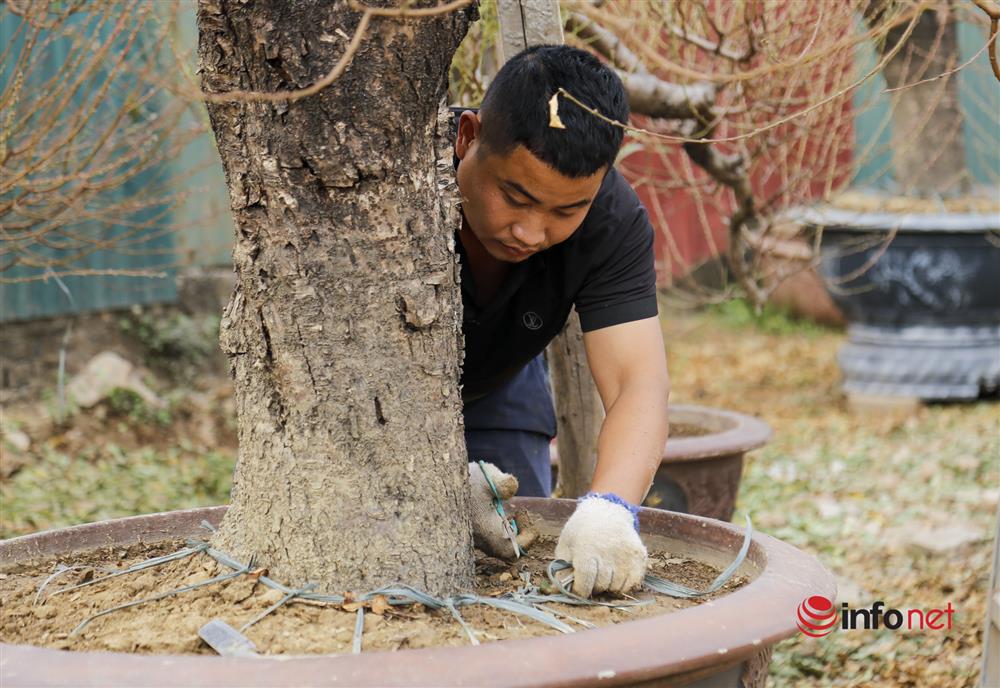 Kiếm tiền triệu mỗi ngày từ việc đánh gốc đào Nhật Tân lên chậu-3