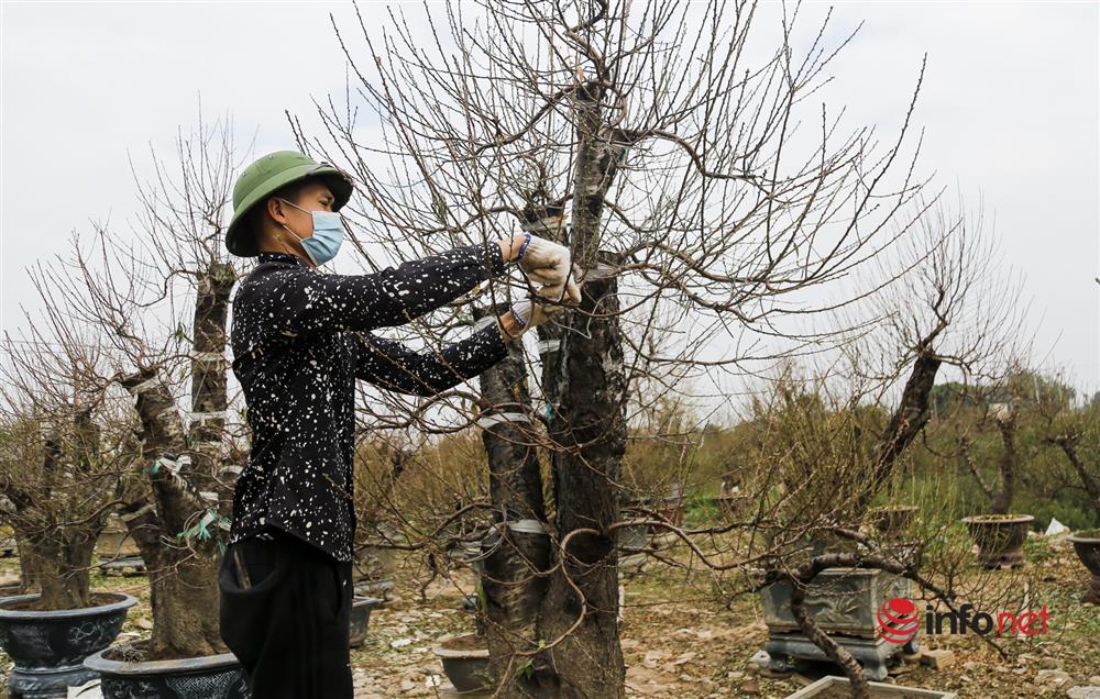 Kiếm tiền triệu mỗi ngày từ việc đánh gốc đào Nhật Tân lên chậu-4