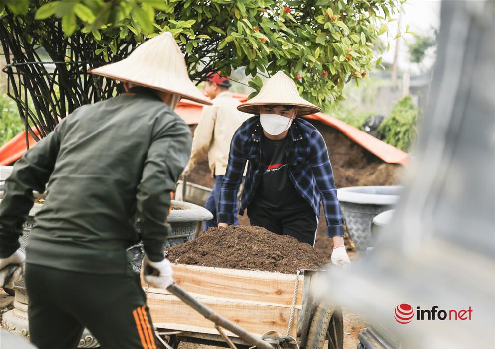 Kiếm tiền triệu mỗi ngày từ việc đánh gốc đào Nhật Tân lên chậu-7