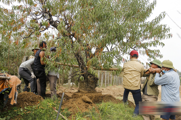 Hơn tháng nữa là Tết: Đào Nhật Tân vừa xuống phố đã bị khách mở hàng ép giá, tiểu thương thà ế chứ nhất quyết không bán rẻ-14