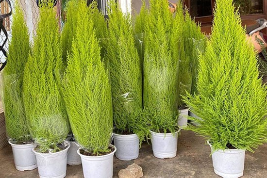 Thông Noel 'made in Vietnam' xanh chợ, giá quá rẻ dân vội chốt đơn