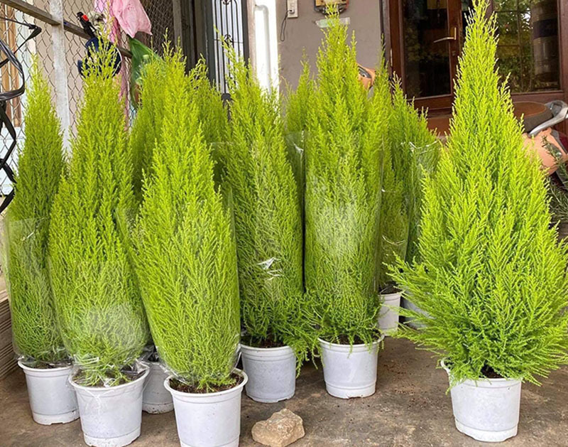 Thông Noel made in Vietnam xanh chợ, giá quá rẻ dân vội chốt đơn-3