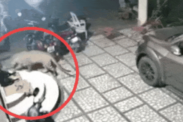 Clip: Báo đốm đột nhập vào nhà dân tấn công chó nhà và cái kết gay cấn