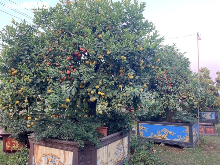 Hàng độc trăm triệu chơi Tết: Quất, chanh sai lúc lỉu trên thân bưởi cổ thụ-1