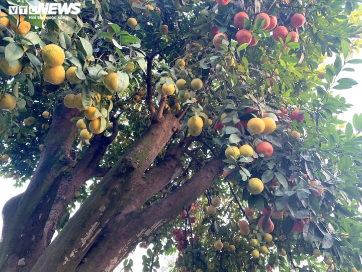 Hàng độc trăm triệu chơi Tết: Quất, chanh sai lúc lỉu trên thân bưởi cổ thụ-10