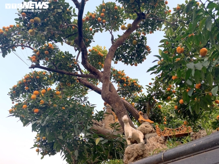 Hàng độc trăm triệu chơi Tết: Quất, chanh sai lúc lỉu trên thân bưởi cổ thụ-14