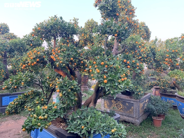 Hàng độc trăm triệu chơi Tết: Quất, chanh sai lúc lỉu trên thân bưởi cổ thụ-16