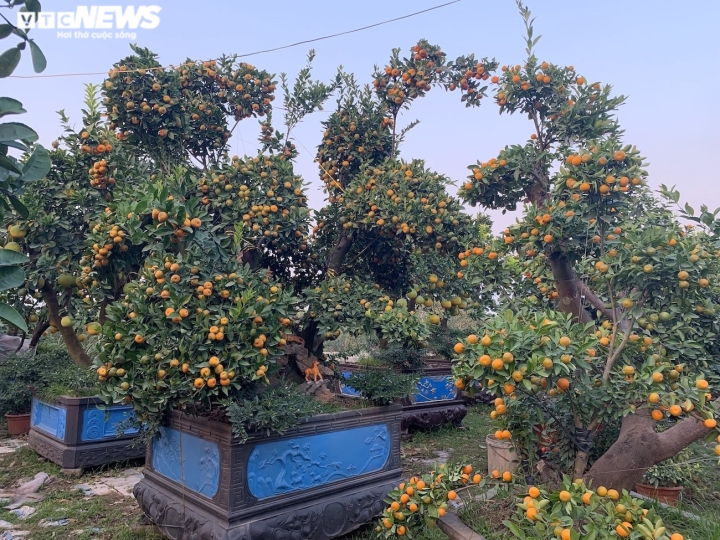Hàng độc trăm triệu chơi Tết: Quất, chanh sai lúc lỉu trên thân bưởi cổ thụ-2