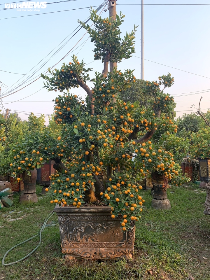 Hàng độc trăm triệu chơi Tết: Quất, chanh sai lúc lỉu trên thân bưởi cổ thụ-4