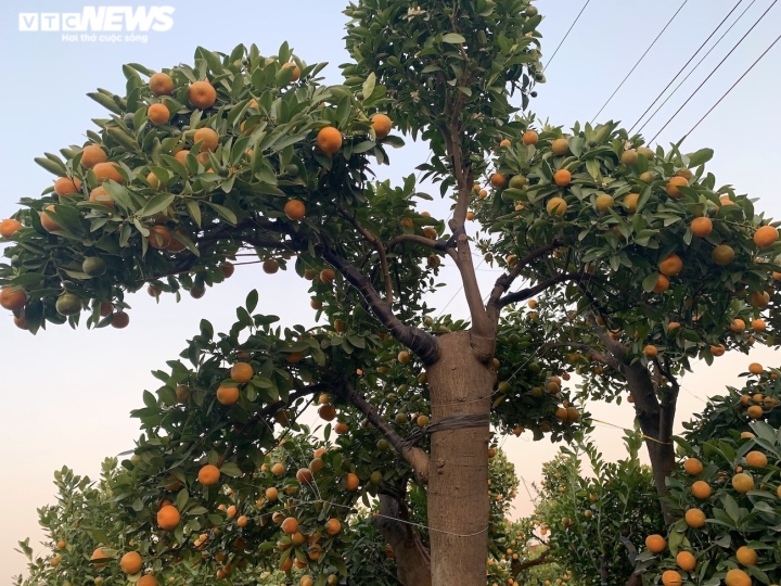 Hàng độc trăm triệu chơi Tết: Quất, chanh sai lúc lỉu trên thân bưởi cổ thụ-5