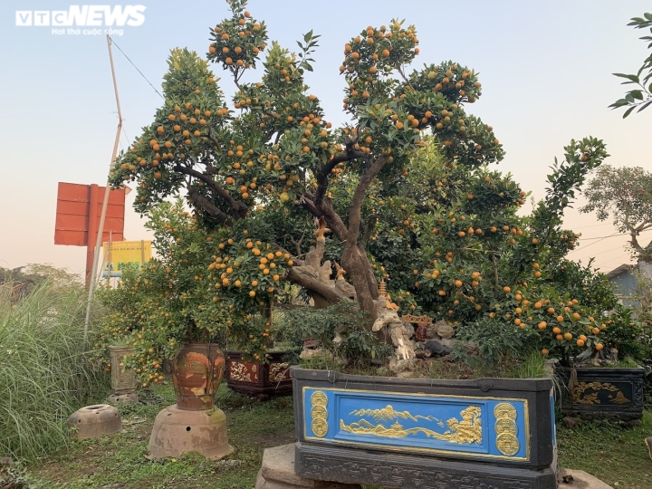 Hàng độc trăm triệu chơi Tết: Quất, chanh sai lúc lỉu trên thân bưởi cổ thụ-6