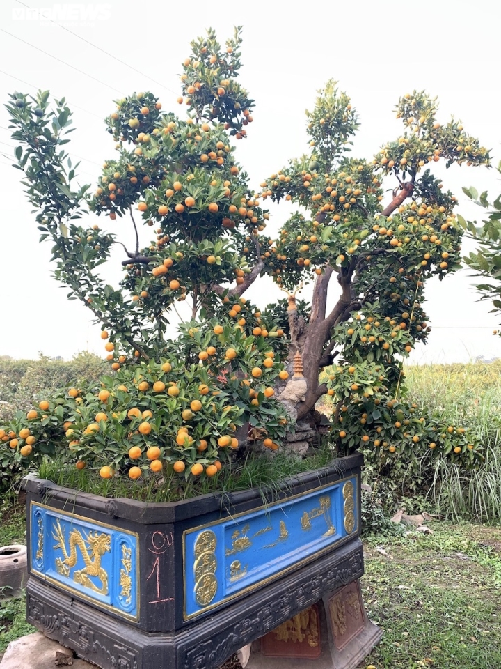 Hàng độc trăm triệu chơi Tết: Quất, chanh sai lúc lỉu trên thân bưởi cổ thụ-7