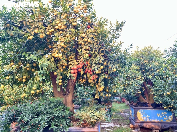 Hàng độc trăm triệu chơi Tết: Quất, chanh sai lúc lỉu trên thân bưởi cổ thụ-8