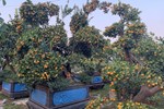 Quất bonsai trăm triệu khoe dáng bày bán tại thủ phủ trồng quất Tứ Liên-15