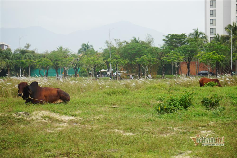 Hình ảnh hai khu đất vàng ngàn tỷ trong vụ kiện khiến giám đốc tự tử tại tòa-11