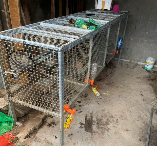 Triệt phá kho động vật hoang dã chuẩn bị xuất cho nhà hàng bán Tết-1