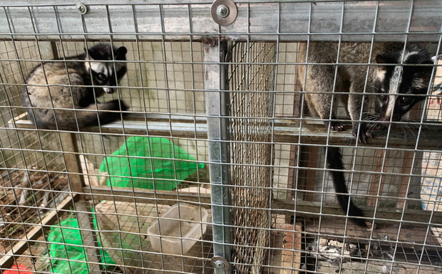 Triệt phá kho động vật hoang dã chuẩn bị xuất cho nhà hàng bán Tết-2