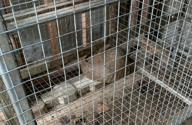 Triệt phá kho động vật hoang dã chuẩn bị xuất cho nhà hàng bán Tết-3