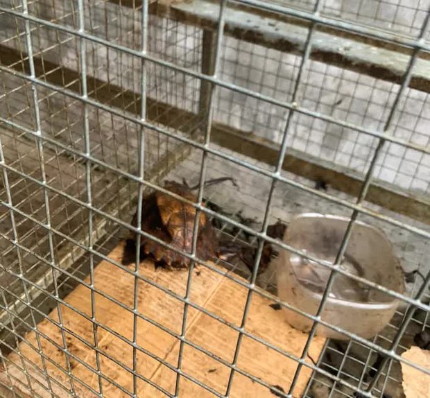 Triệt phá kho động vật hoang dã chuẩn bị xuất cho nhà hàng bán Tết-4