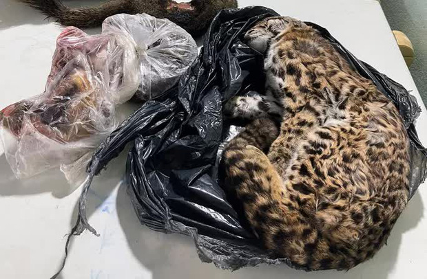 Triệt phá kho động vật hoang dã chuẩn bị xuất cho nhà hàng bán Tết-6