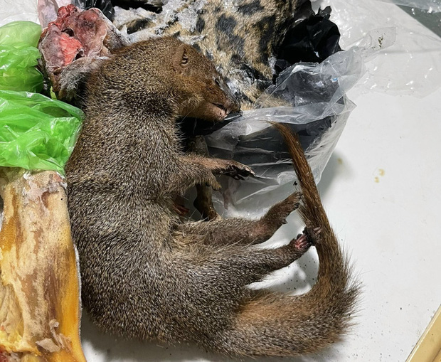 Triệt phá kho động vật hoang dã chuẩn bị xuất cho nhà hàng bán Tết-7